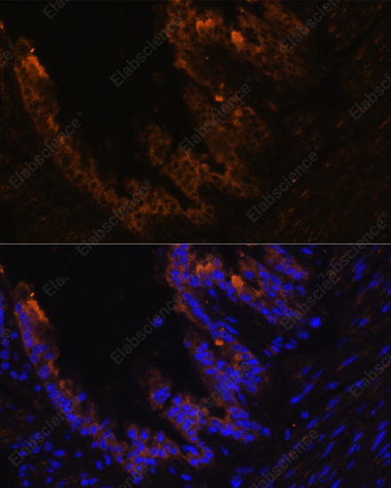 Иммунофлуоресценция, Cytokeratin 7, клетки бронха мыши