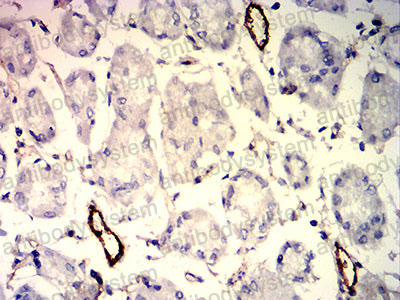 Валидация AntibodySystem RHJ10602