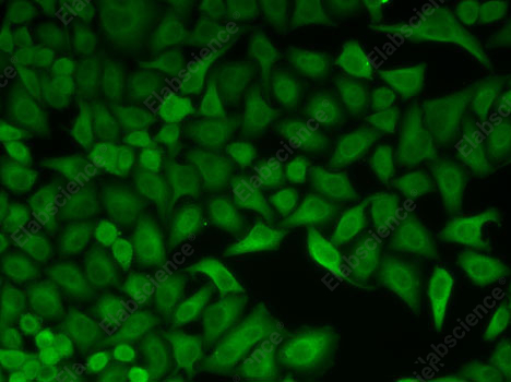 Иммунофлуоресценция, CDC34, клетки HeLa