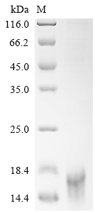SDS-PAGE