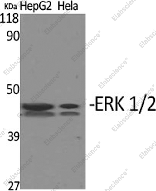 Вестерн-блоттинг, ERK 1/2, клетки HepG2 и HeLa