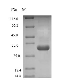 SDS-PAGE