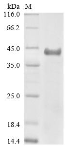 SDS-PAGE