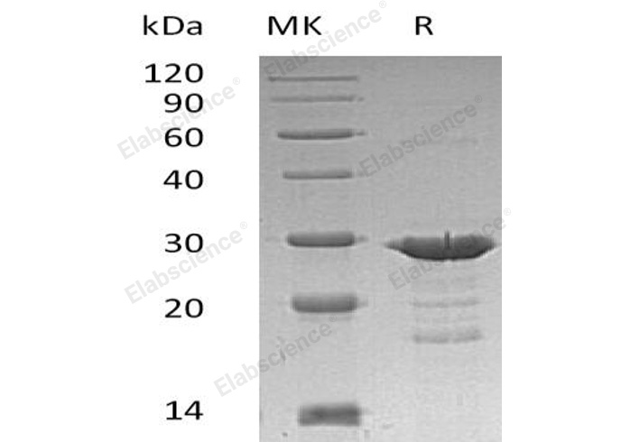 Валидация Elabscience PKSH032512(2972)