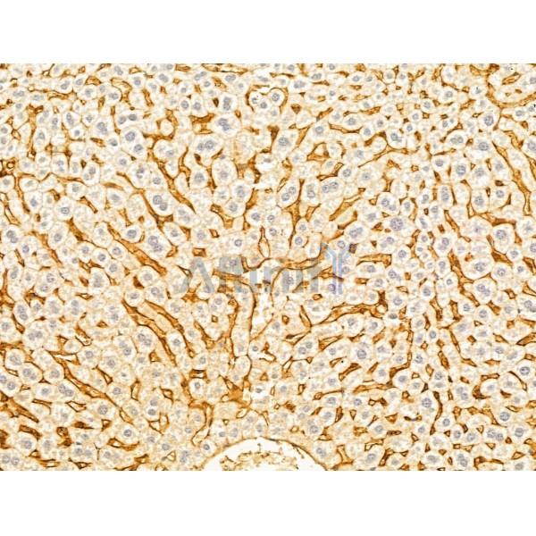 Валидация Affinity DF13032 - 7855