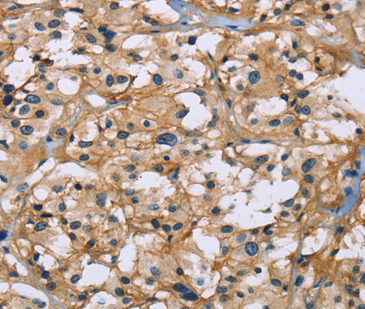 Валидация Elabscience E-AB-11042