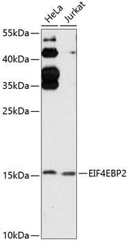 Валидация Elabscience E-AB-90644