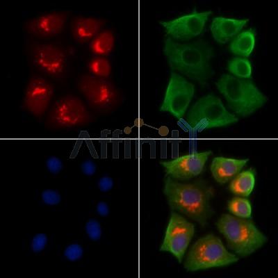 Валидация Affinity AF6153 - 3366