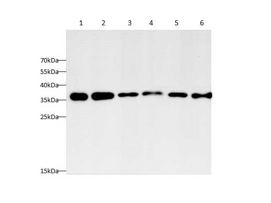 Валидация Elabscience AN00472HP
