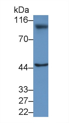 22036