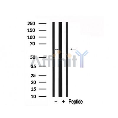 Валидация Affinity AF7730 - 4427