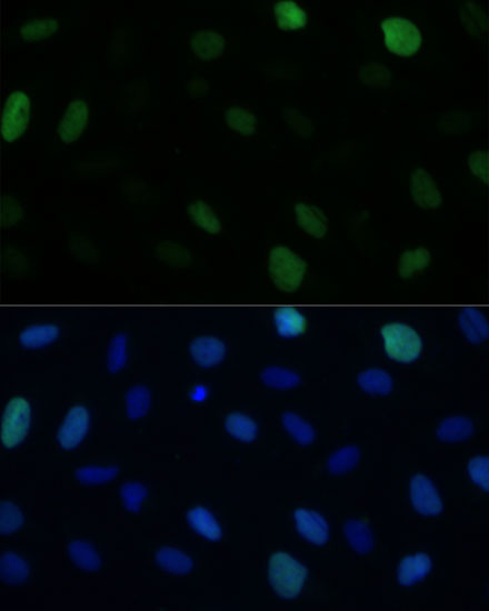 Валидация Elabscience E-AB-67573