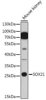 Валидация Elabscience E-AB-91552