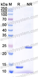 AMF46302, SDS-PAGE