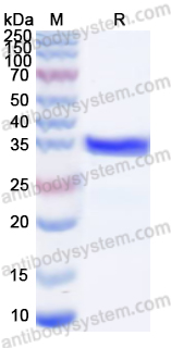 Валидация AntibodySystem YHE12901