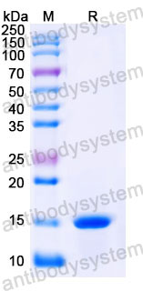 Валидация SDS-PAGE - AntibodySystem RHJ39601