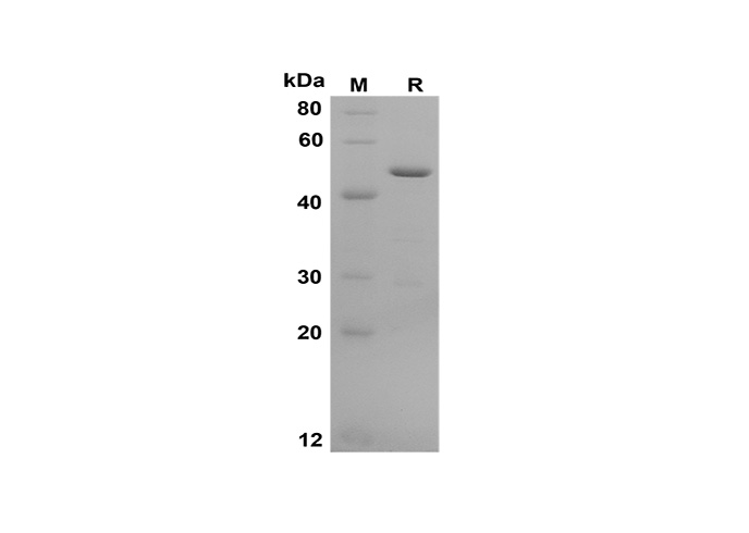 Валидация Elabscience PDEH100582(94)