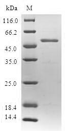SDS-PAGE