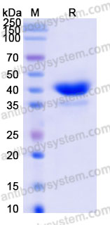 AHF92401, SDS-PAGE