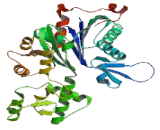 Actin Gamma 1 (ACTg1)