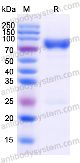 Валидация AntibodySystem EHB87401