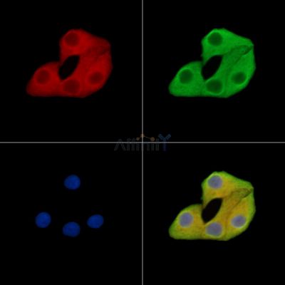 Валидация Affinity DF15407 - 11728