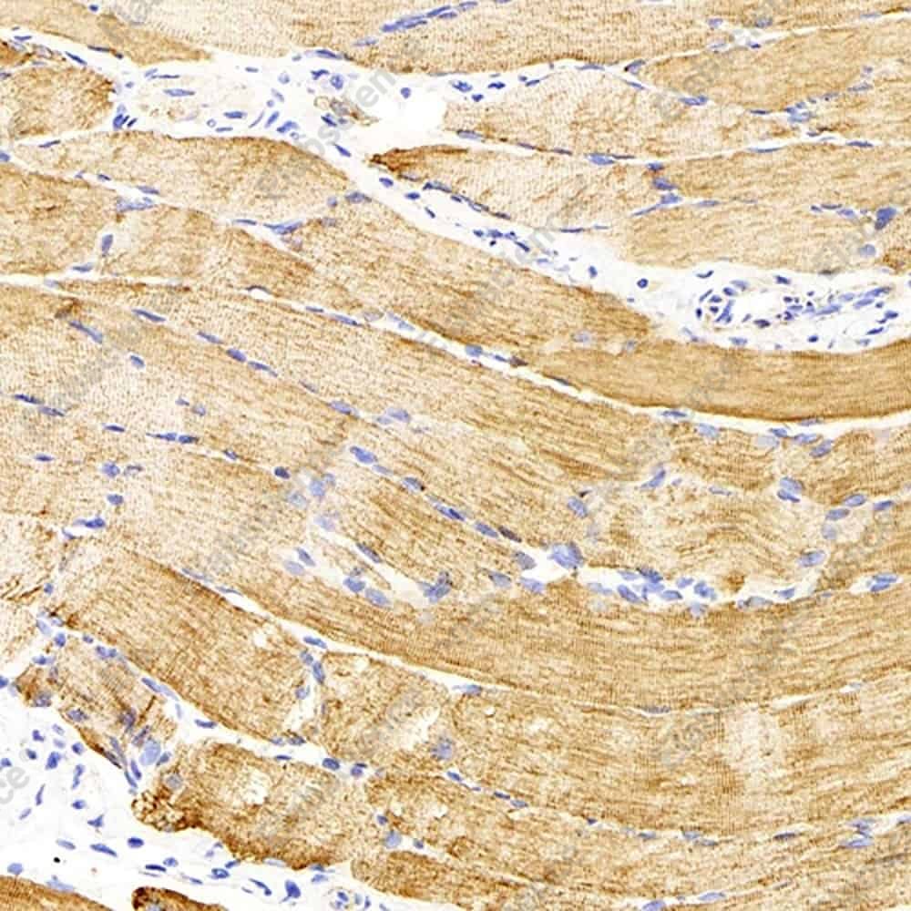 Иммуногистохимия, Desmin, скелетная мышца крысы