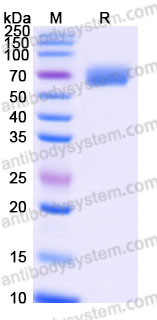 AHG54901, SDS-PAGE
