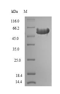 SDS-PAGE