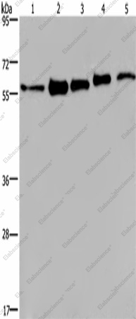 Вестерн-блоттинг, HNRNP L, клетки MCF-7, 293T, A549, HeLa и HepG2