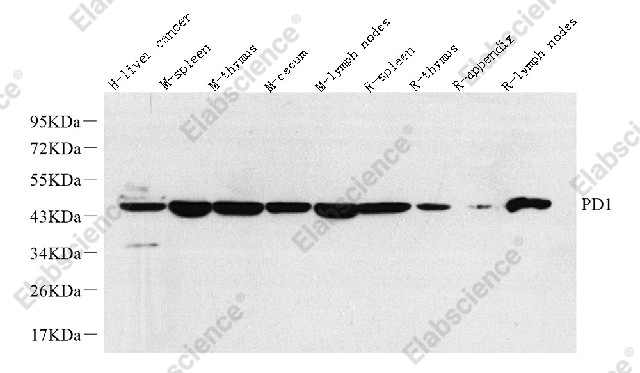 Вестерн-блоттинг, PD-1/CD279, различные образцы