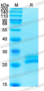 Валидация AntibodySystem AMD12601