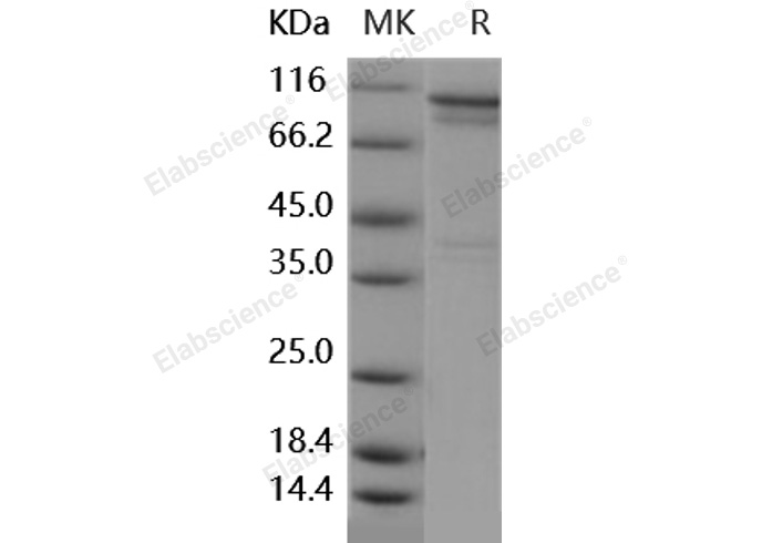 Валидация Elabscience PKSH031881(2502)