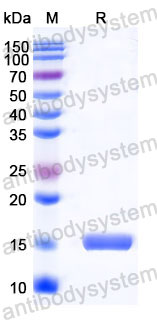 Валидация SDS-PAGE - AntibodySystem RHC30701