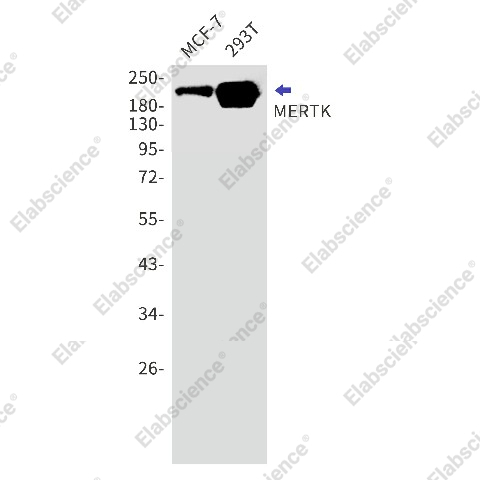 Вестерн-блоттинг, MERTK, клетки MCF-7 и 293T