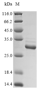 SDS-PAGE