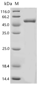 SDS-PAGE