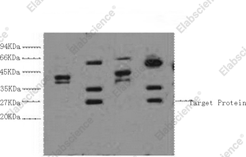 Вестерн-блоттинг, ERCC1, клетки HeLa, HepG2, 293T, Jurkat