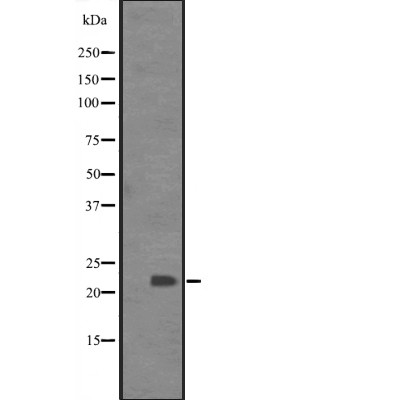 Валидация Affinity DF2587 - 13269