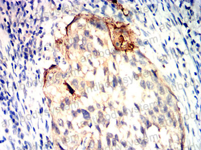 Валидация AntibodySystem RHC90506 (1164)