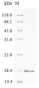 SDS-PAGE