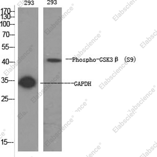 Вестерн-блоттинг, Phospho-GSK3 beta (Ser9), клетки 293