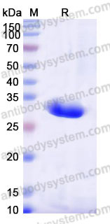 YHB36002, SDS-PAGE