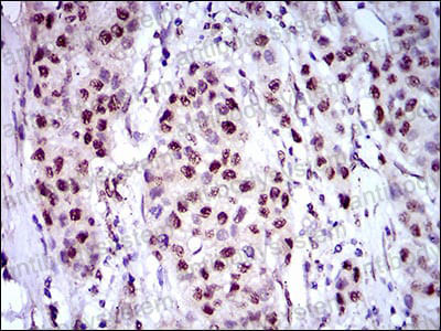 Валидация AntibodySystem RHB83301