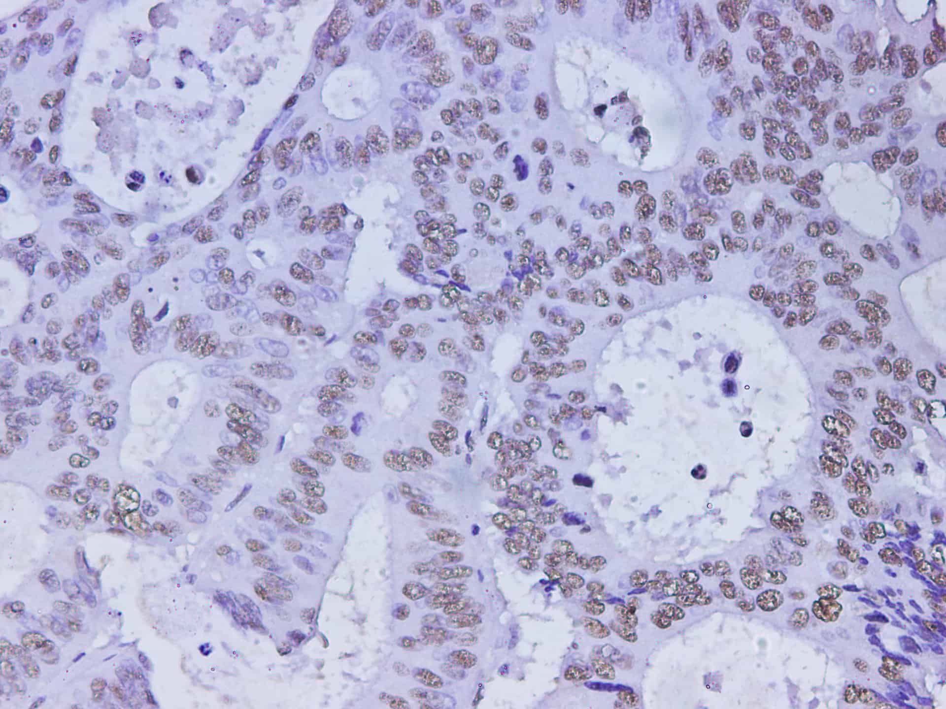 Валидация Elabscience D-AB-10375L