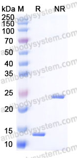 ARF46302, SDS-PAGE