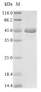 SDS-PAGE