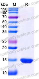 YHJ05002, SDS-PAGE