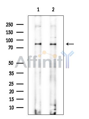 Валидация Affinity AF6503 - 3836