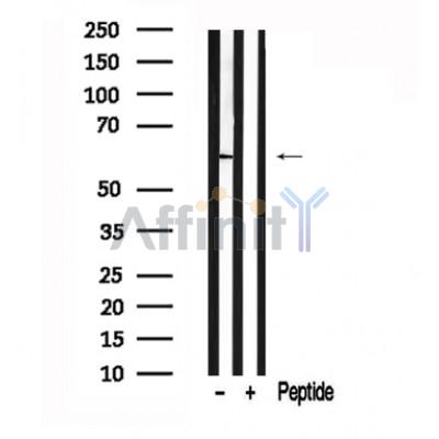 Валидация Affinity AF7550 - 4212